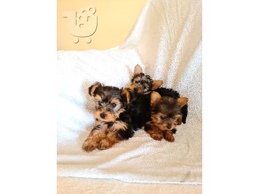 PoulaTo: Yorkshire terrier puppy is now ready for adoption