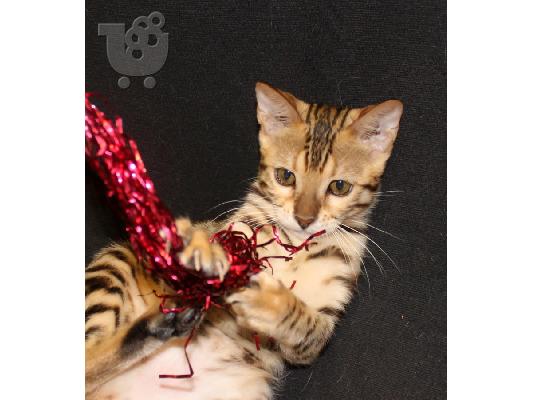 PoulaTo: Αναισθητοποίηση Σταυροί γατάκι