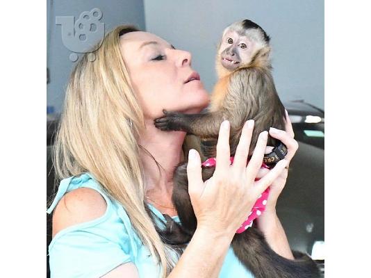 PoulaTo: Υπέροχοι πίθηκοι Capuchin για το σπίτι σας