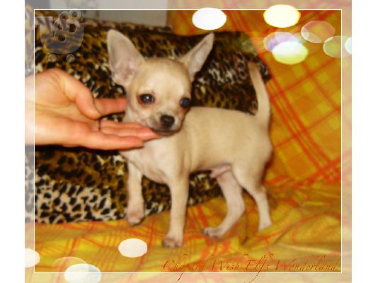 PoulaTo: Chihuahua for sale