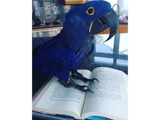PoulaTo: Hylicenth macaw παπαγάλοι