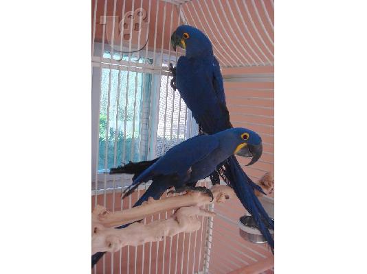 PoulaTo: Αποδεδειγμένη, Ομολογιακό, υγιή ζεύγη Υάκινθος αρά παπαγάλοι προς πώληση