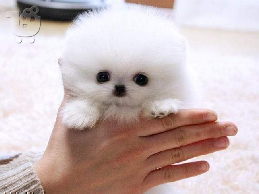 PoulaTo: Pomeranian Pups