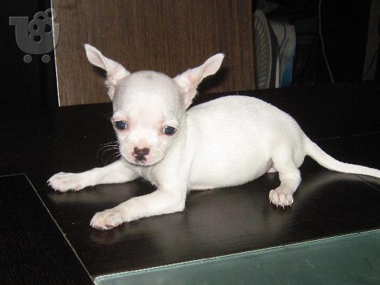 Τσιουάουα Chihuahua κουταβάκια μίνι πωλούνται από ιδιώτη...