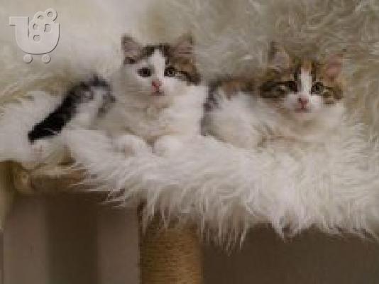 PoulaTo: Selkirk Rex Γάτες και γατάκια