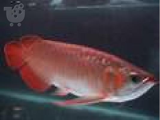 PoulaTo: Χρυσή Red Arowana ψαριών κ.λπ.