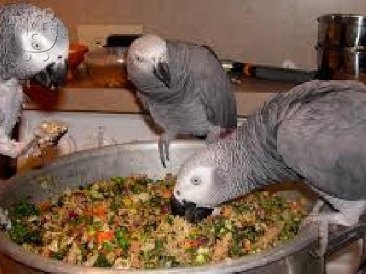 PoulaTo: σούπερ εξημέρωσε παρθένο γκρίζο παπαγάλο από το Κονγκό για 190 €