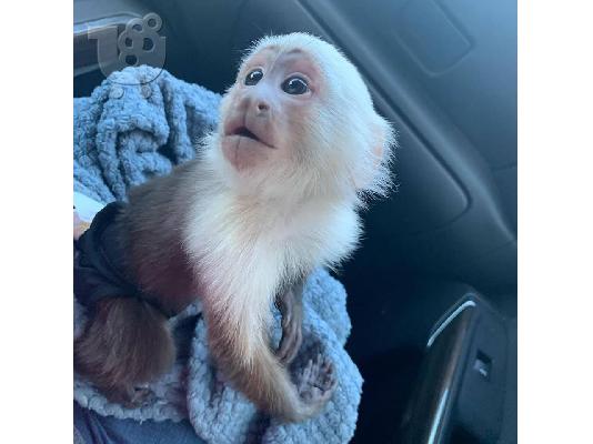 PoulaTo: Χαριτωμένο μαϊμού Capuchin να υιοθετηθεί από οποιαδήποτε οικογένεια που αγαπά και νοιάζεται για τα κατοικίδια ζώα τους, ανεξάρτητα από το πού βρίσκονται.email (bettaelisa0058@gmail.com) ή whatsapp 