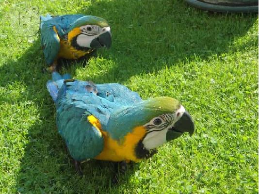 PoulaTo: Μπλε και χρυσό Macaw τώρα διαθέσιμο
