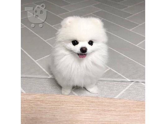 PoulaTo: Pomeranian puppy is now ready for adoption