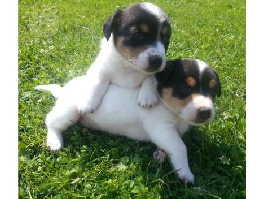 PoulaTo: Τζακ Ράσελ κουτάβια Αγαπητοί εραστές σκυλιών!