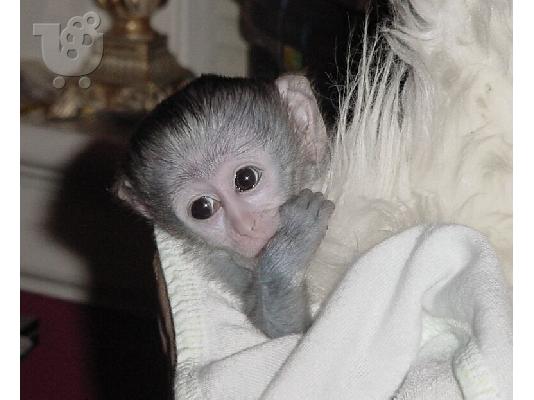 PoulaTo: μητρώο μωρό είδος πιθήκου πίθηκος για