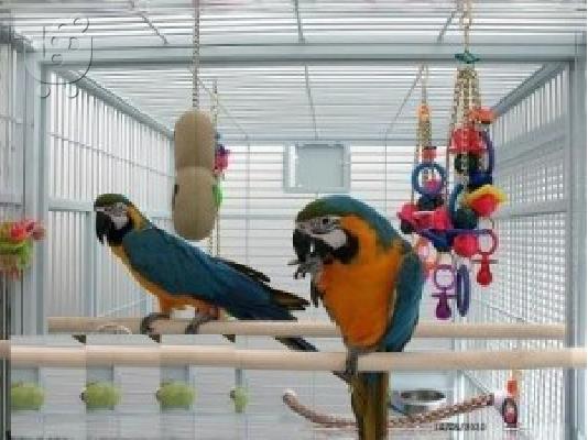 PoulaTo: Καλοί οικογενειακοί φίλοι μπλε και χρυσό Macaws προς πώληση