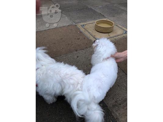 PoulaTo: Dos cachorros de taza de té malteses necesitan una nueva familia