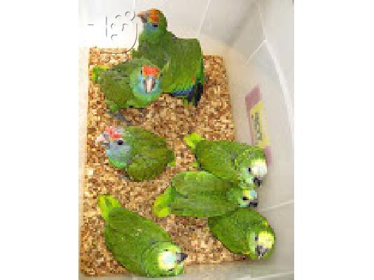 PoulaTo: Beautiful babies amazon parrot
