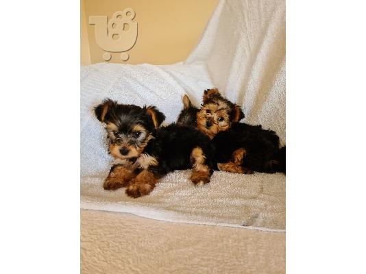 PoulaTo: Yorkshire terrier puppy is now ready for adoption
