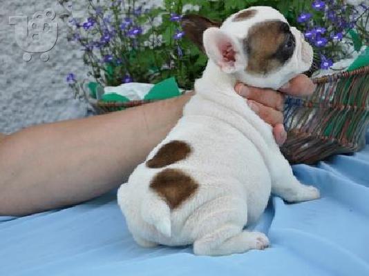 PoulaTo: cute french bulldog for rehoming