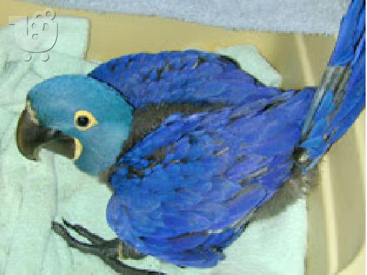 PoulaTo: παπαγάλος macaw hycinth για 199 €