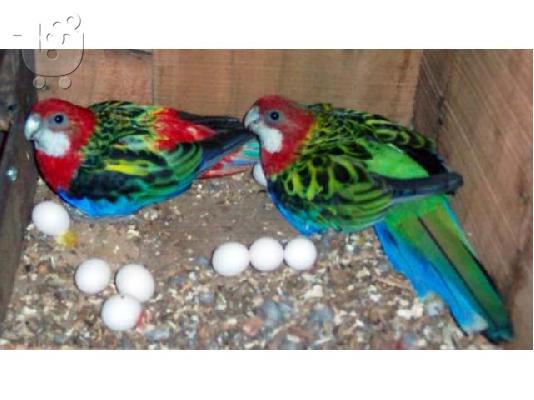 Πανέμορφο είδη παπαγάλων και πρόσφατα γονιμοποιημένα αυγά παπαγάλος για πώληση...