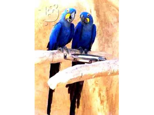 PoulaTo: Makao papagalos παπαγάλος Μακαο..L.. παπαγάλοι