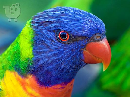 PoulaTo: Παπαγαλος Rainbow Lorikeet