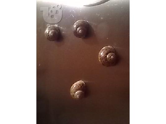 PoulaTo: Σαλιγκάρι-μαγνητάκι ψυγείου