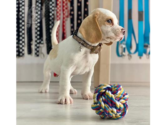 PoulaTo: Beagle puppy is now ready for adoption