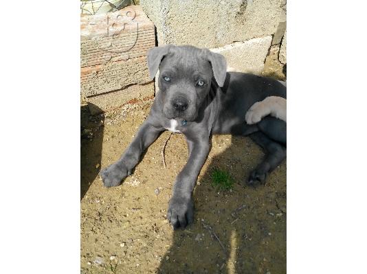 PoulaTo: cane corso mastiff γκρί μπλε