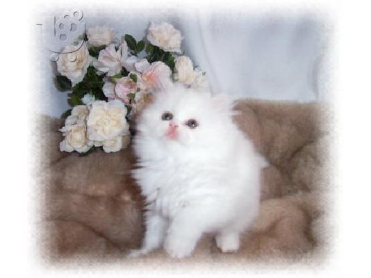 PoulaTo: χαριτωμένο Περσικό γατάκι για καλό σπίτι ενυδρεία