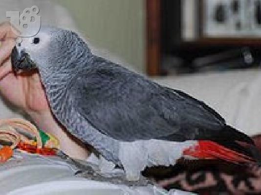 PoulaTo: γκρίζο παπαγάλο από την Αφρική για € 150