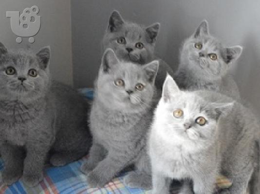 PoulaTo: Ποιοτικά μπλε βρετανικά κοντότριχα γατάκια