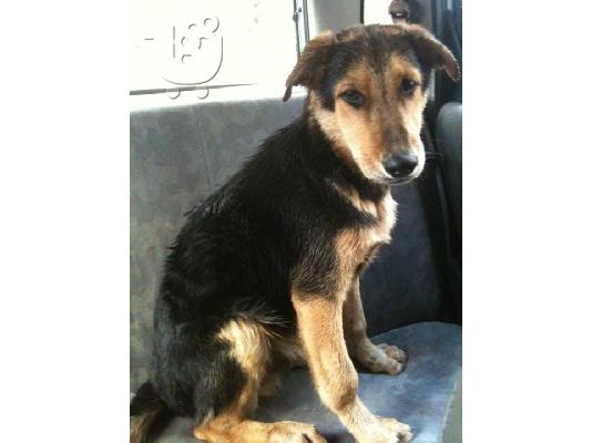 PoulaTo: Σκυλακι 8 μηνων χαριζεται