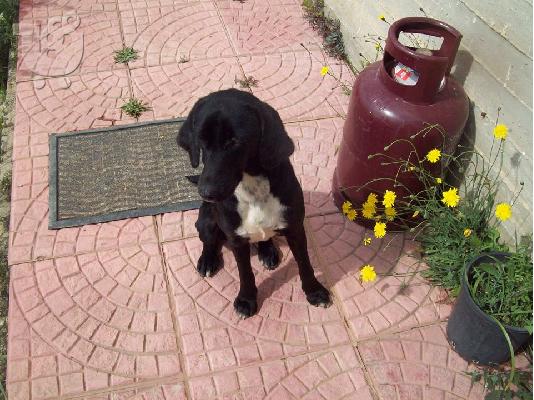 PoulaTo: Σκυλιτσα 10μηνων χαριζεται