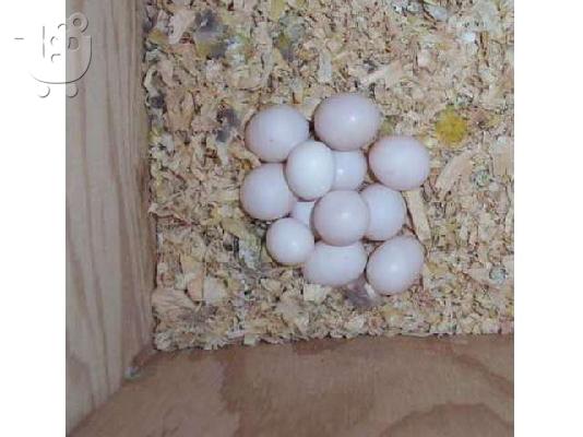 Πανέμορφο είδη παπαγάλων και πρόσφατα γονιμοποιημένα αυγά παπαγάλος για πώληση...