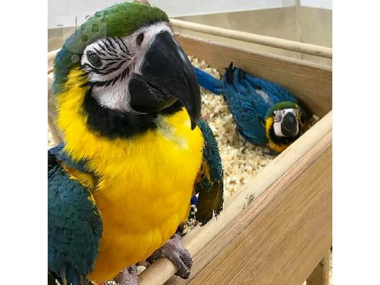 PoulaTo: Macaw μπλε και κίτρινο