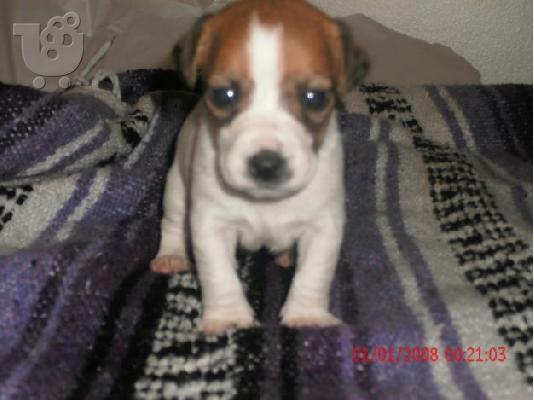 PoulaTo: jack russell