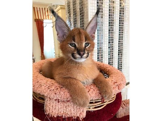PoulaTo: Savannah γατάκια Serval διαθέσιμα και Caracal