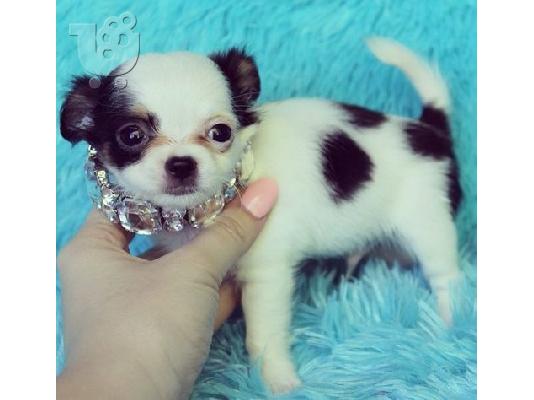 PoulaTo: Επικοινωνήστε μαζί μου μέσω Viber: ( +63-945-413-6749 ) Chihuahua Puppy