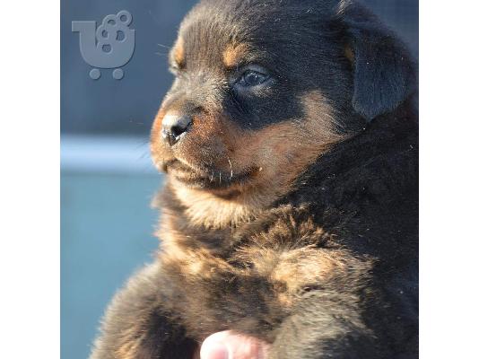 PoulaTo: Πωλούνται κουτάβια Rottweiler