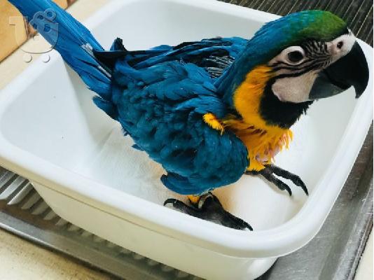 PoulaTo: Beautiful Baby macaw parrot