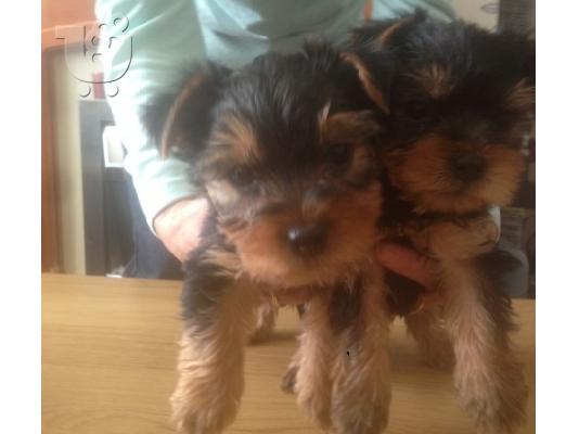 PoulaTo: Yorkshire Terrier κουτάβια έτοιμη για ένα καλό σπίτι
