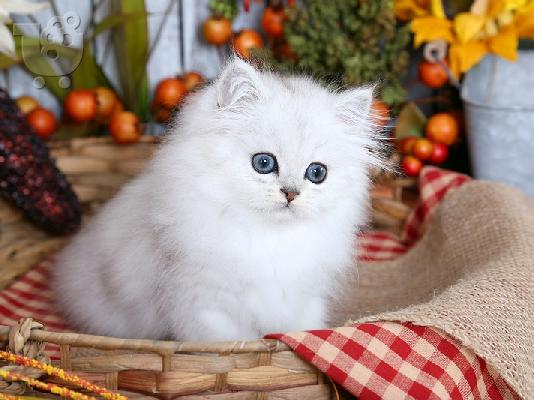 *έτοιμα τώρα* Εκπληκτικά Snow Persian Kittens Για υιοθεσία
