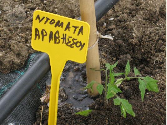 PoulaTo: Φυτά παλιάς, παραδοσιακής Ντομάτας