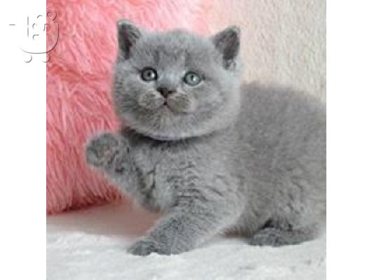 PoulaTo: Πωλούνται αξιολάτρευτα βρετανικά κοντότριχα γατάκια