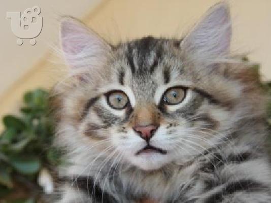 PoulaTo: γατάκια ράτσας «Γάτα της Σιβηρίας» 