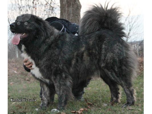 PoulaTo: Caucasian shepherd dogs - Καυκάσιος Ποιμενικού