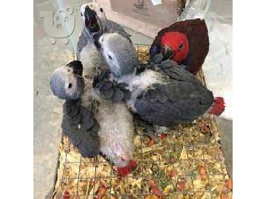 PoulaTo: Κονγκό αφρικανικός γκρι παπαγάλος για 150€