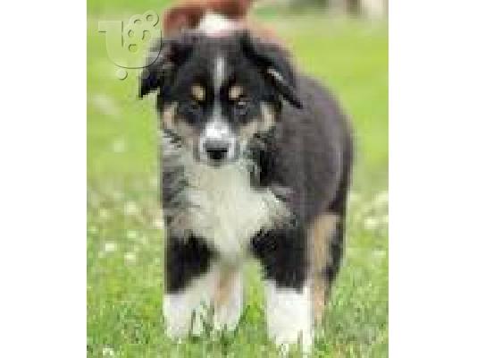 PoulaTo: Buy your Australian Shepered here both male and female for 3 months to 5 years.