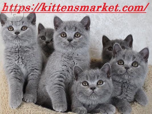 PoulaTo: highly trained british shorthair kittens available