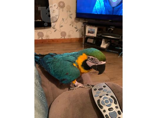 PoulaTo: Pozdrav, imam svoju papigu macaw